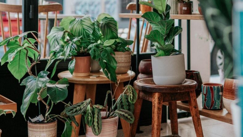 Best Costco Plants Unsplash