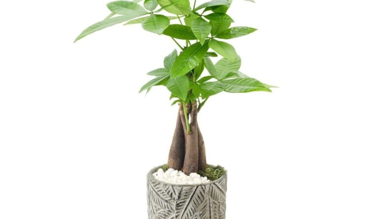Bonsai Costco
