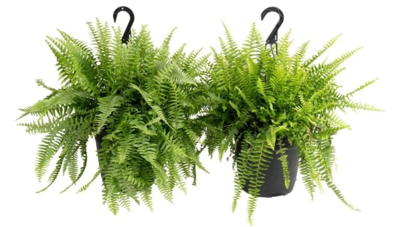 Boston Ferns Costco