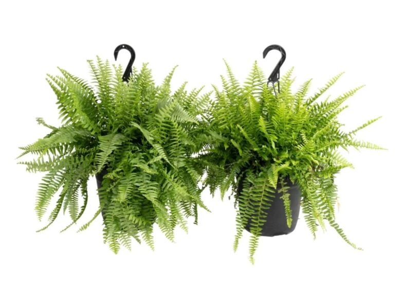 Boston Ferns Costco