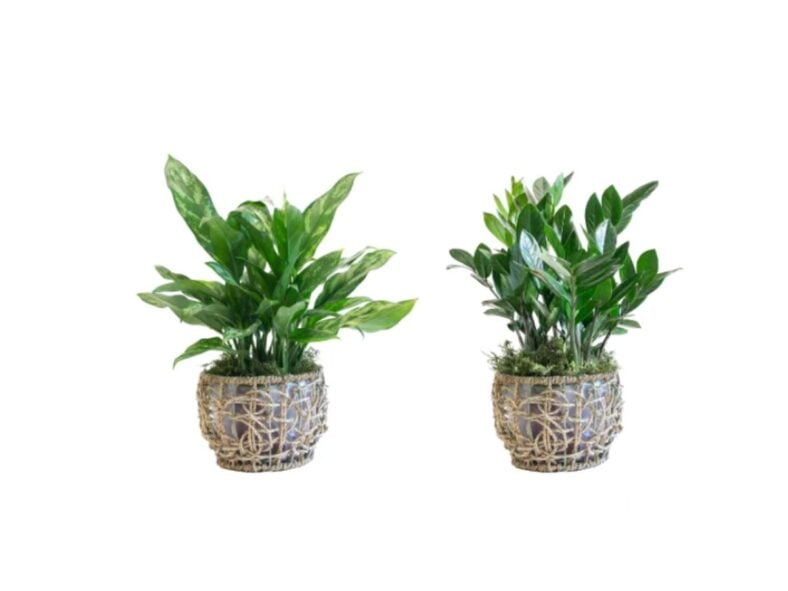 Chambira Foliage Costco Plants