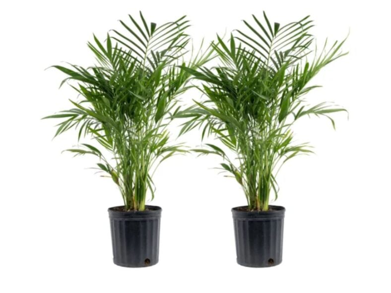Costa Farms Cat Palm Tree Costco Plants