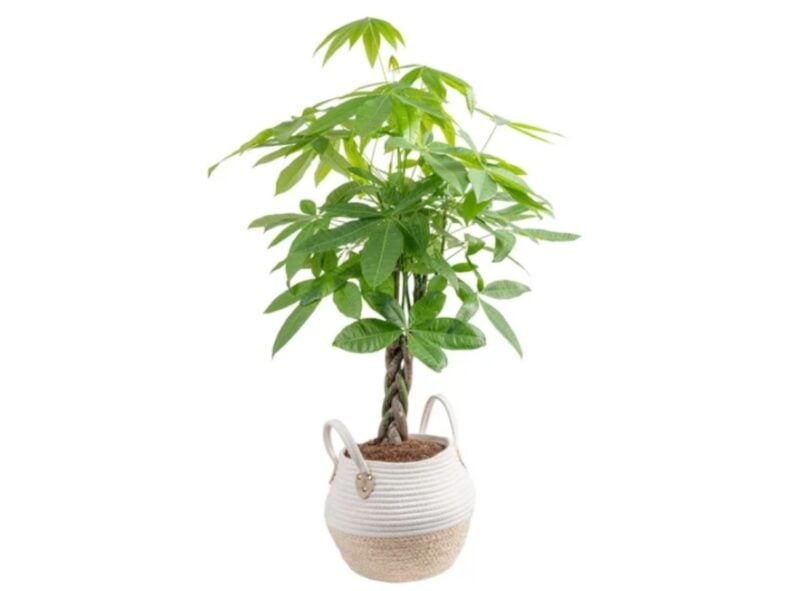 Costa Farms Money Tree Costco Plants