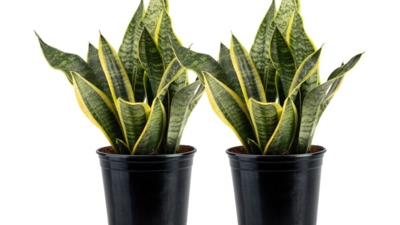 Costa Farms Snake Plant