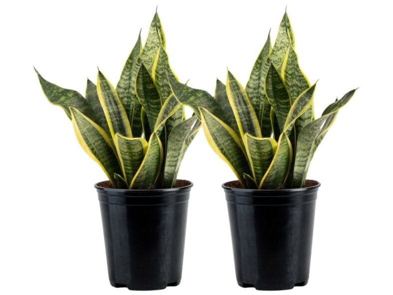 Costa Farms Snake Plant