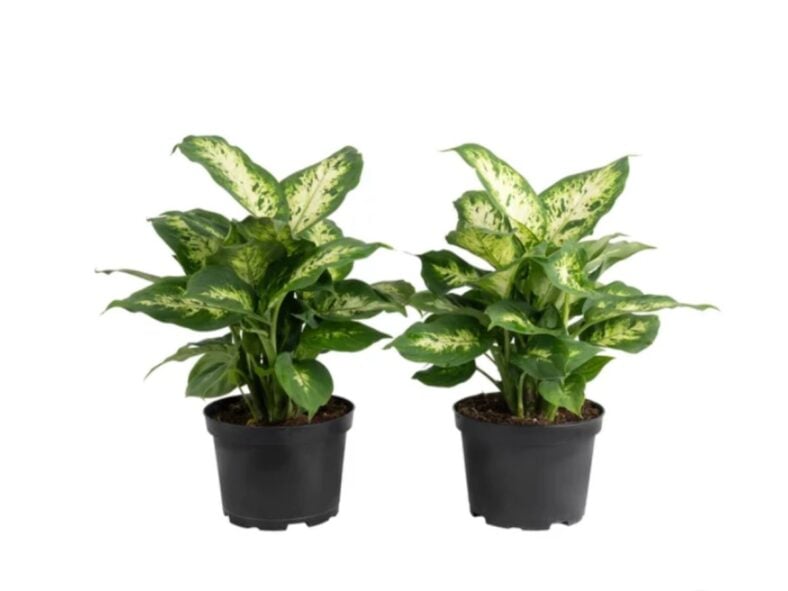 Dieffenbachia Costco Plants Costco