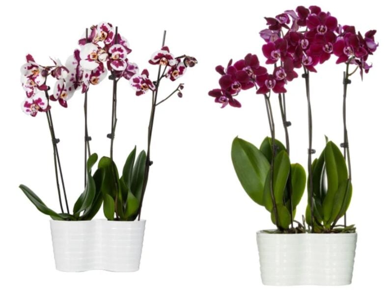 Phalaenopsis Orchid Duo Costco Plants
