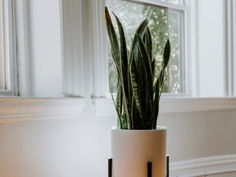 Snake Plant Unsplash