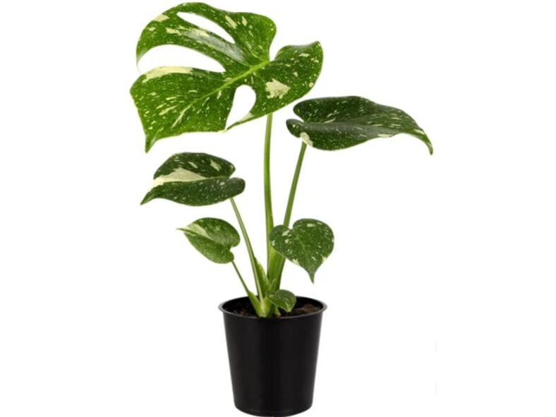 Thai Constellation Plant Costco Plants