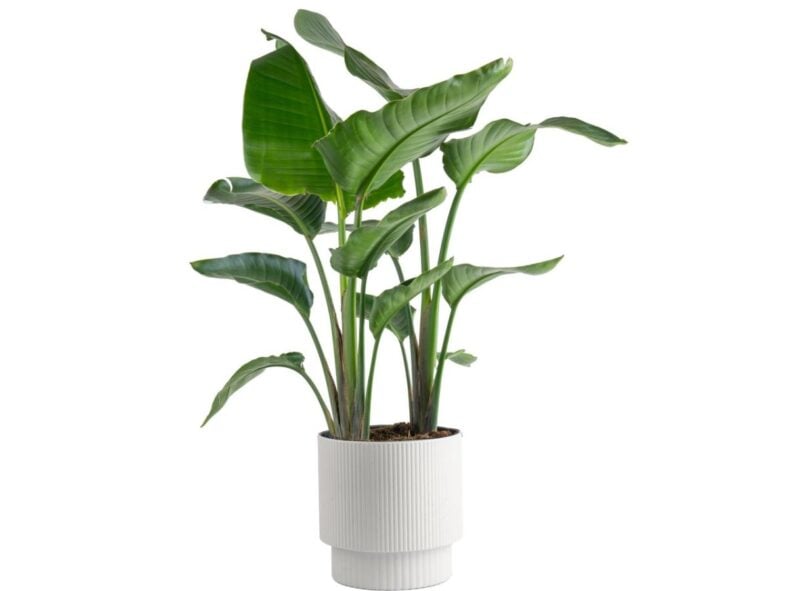 White Bird of Paradise Costco