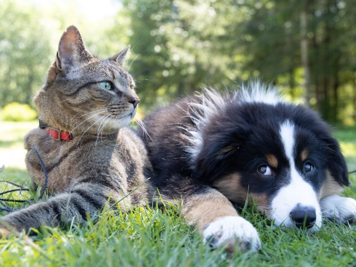 Best Costco Pet Products Unsplash