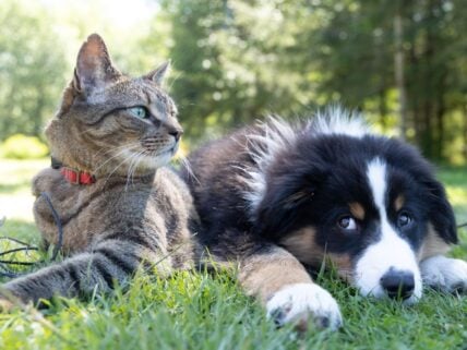 Best Costco Pet Products Unsplash