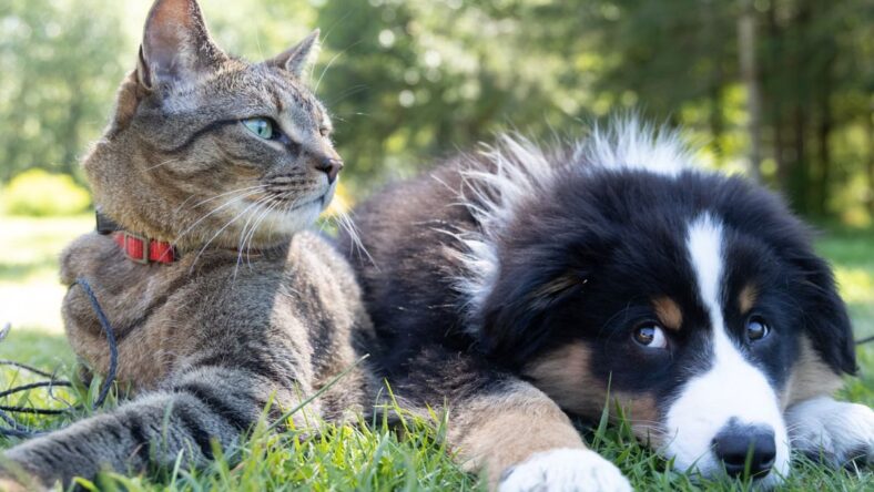 Best Costco Pet Products Unsplash