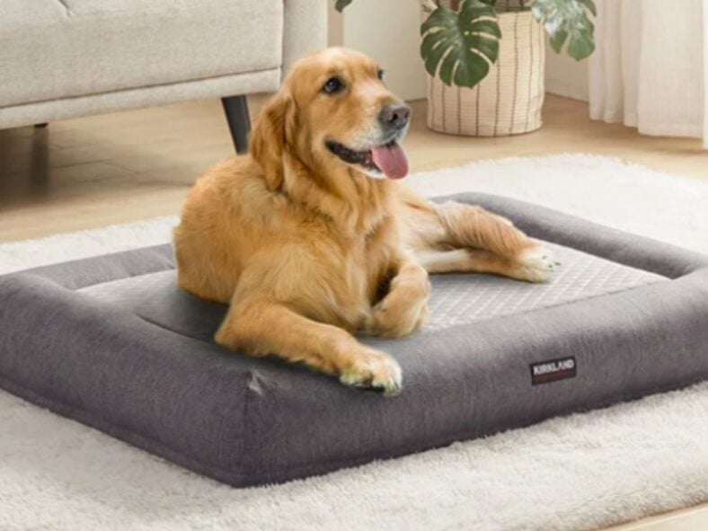 Costco Dog Bed