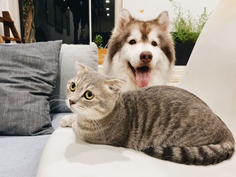 Costco Pet Products Unsplash