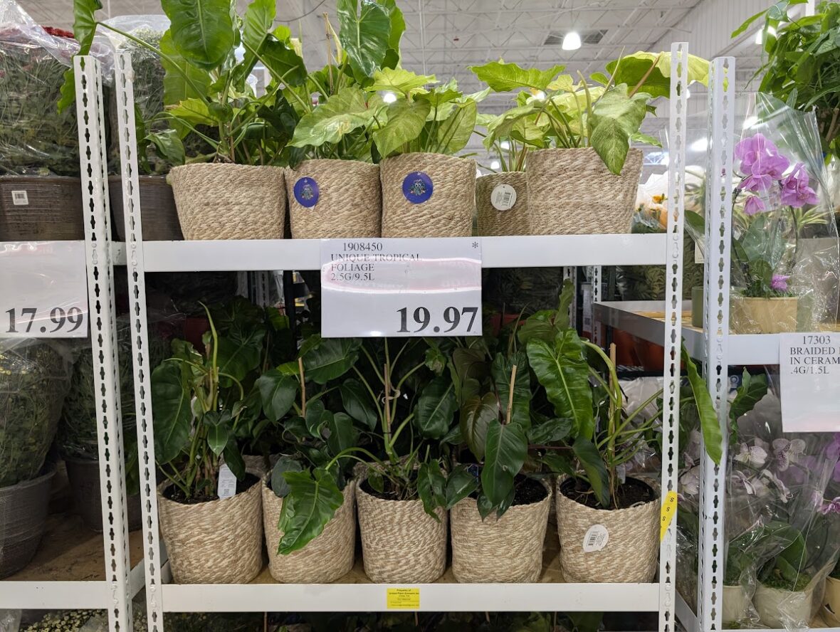 Unique-Tropical-Foliage-1908450