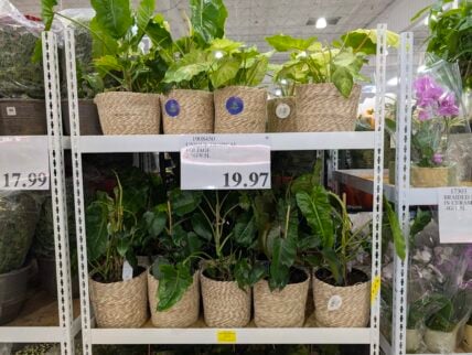 Unique-Tropical-Foliage-1908450