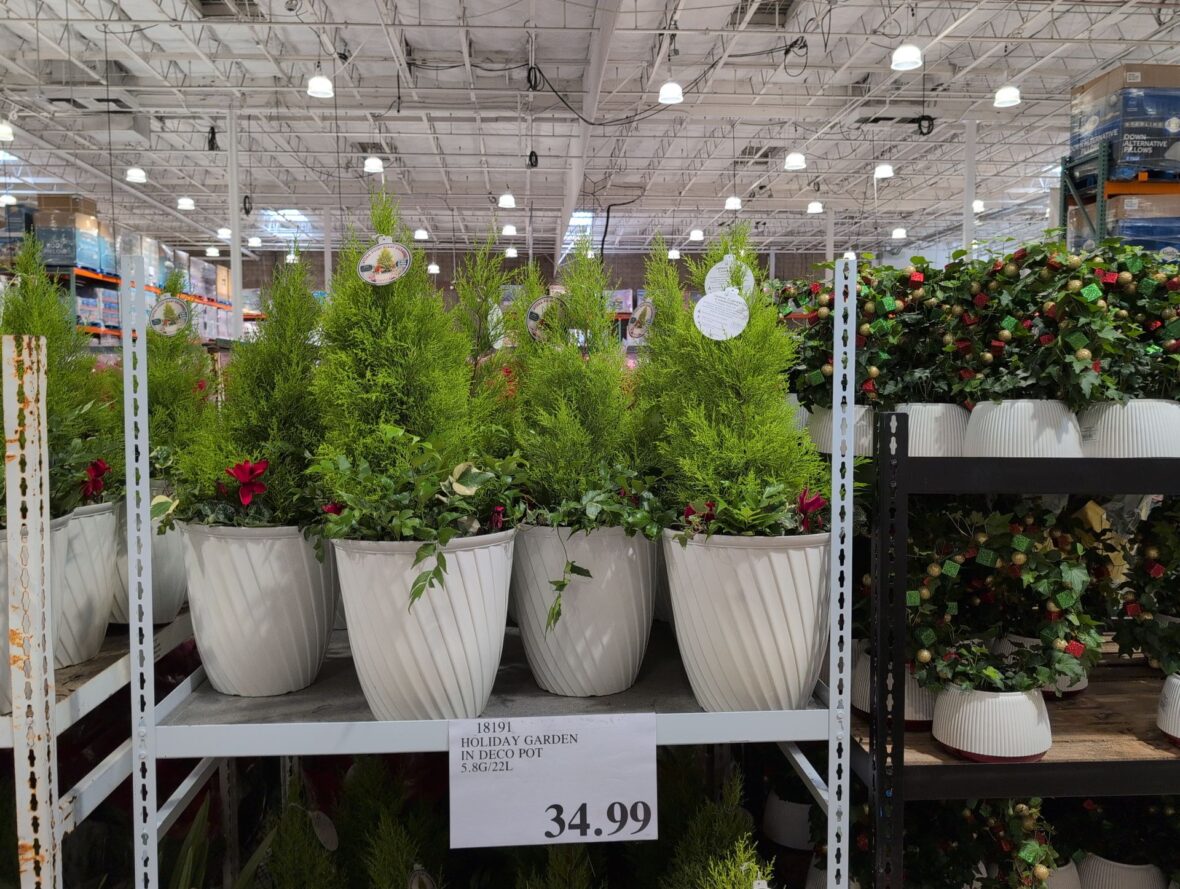 HOLIDAY GARDEN IN DECO POT 5.8G/22L Lemon Cypress at Costco - $34.99