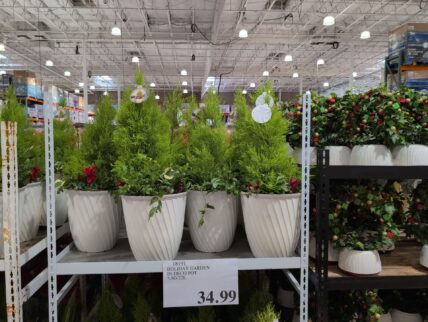 HOLIDAY GARDEN IN DECO POT 5.8G/22L Lemon Cypress at Costco - $34.99