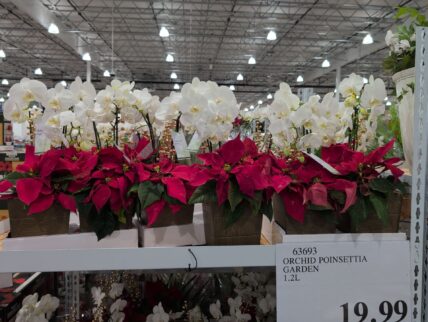 Orchid Poinsettia Garden at Costco