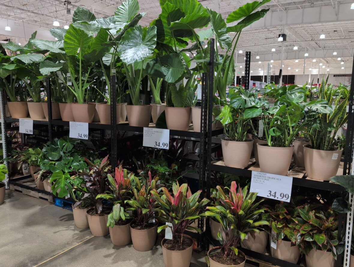 Assorted Tropicals in Deco Pot/ • Protect From Freeze at Costco