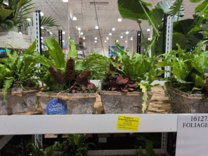 Foliage Garden at Costco