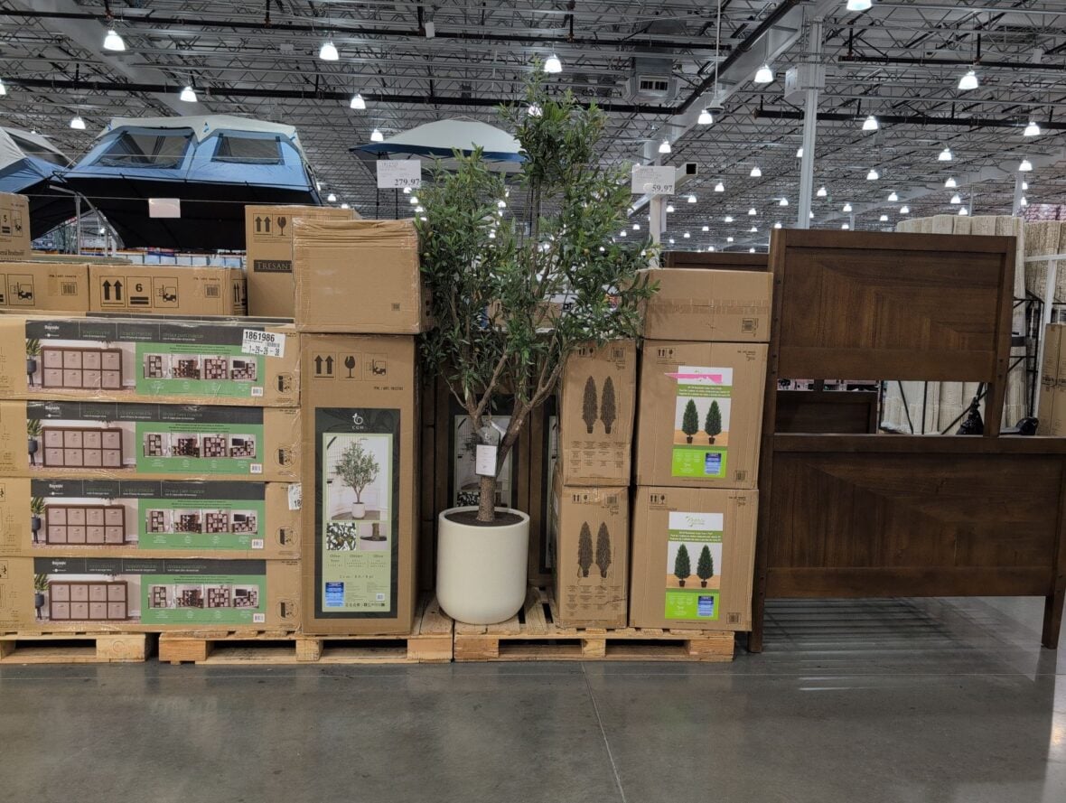 C.g. Hunter 4ux 8' Olive Tree Cream Modern Planter • Hand Painted Trunk and at Costco