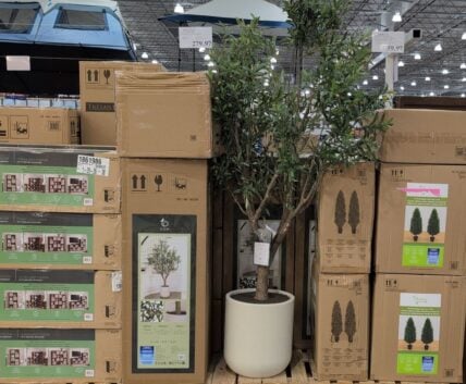 C.g. Hunter 4ux 8' Olive Tree Cream Modern Planter • Hand Painted Trunk and at Costco