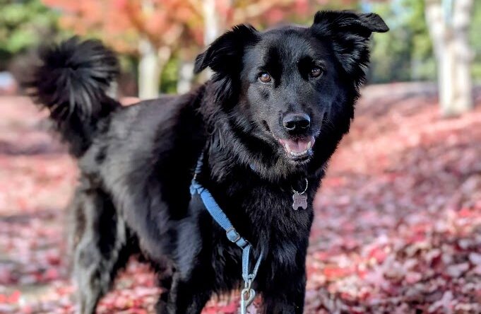 Cooper in the autumn leaves - the official Costco97 mascot