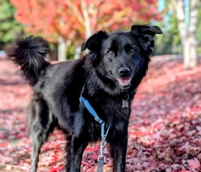 The Costco Membership Benefit Most Pet Owners Don’t Know About