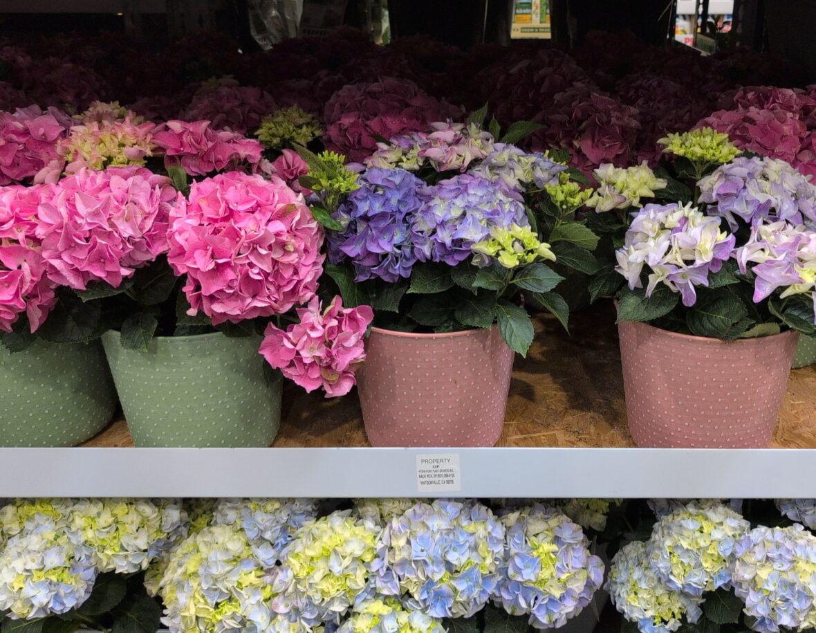 Hydrangea in Deco Pot/ at Costco
