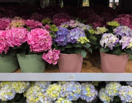 Hydrangea in Deco Pot/ at Costco