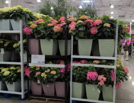 Hydrangea in Deco Pot ./ at Costco