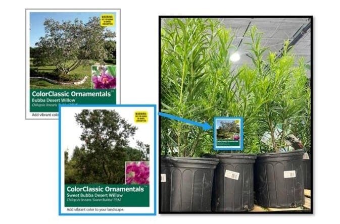 Desert Willow Sweet Bubba 18.9L Product Packaging