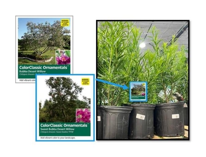 Desert Willow Sweet Bubba 18.9L Product Packaging